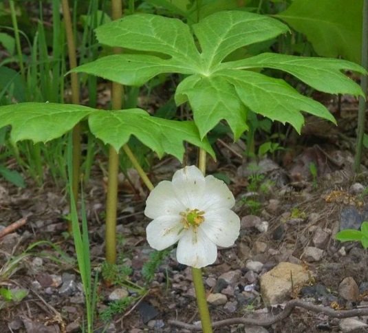 Mayapple (Podophyllum peltatum)