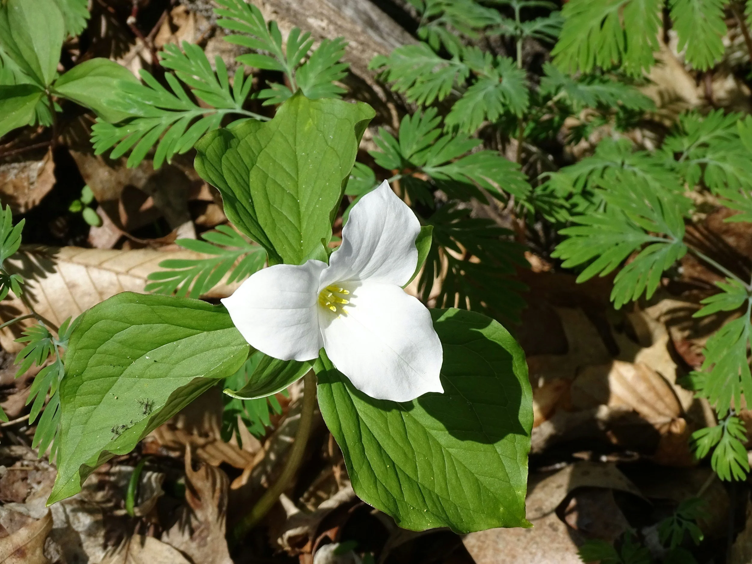 White Trillium (Trillium grandiflorum)