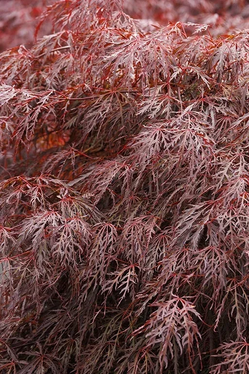 Crimson Queen Japanese Maple (Acer palmatum var. dissectum ‘Crimson Queen’)