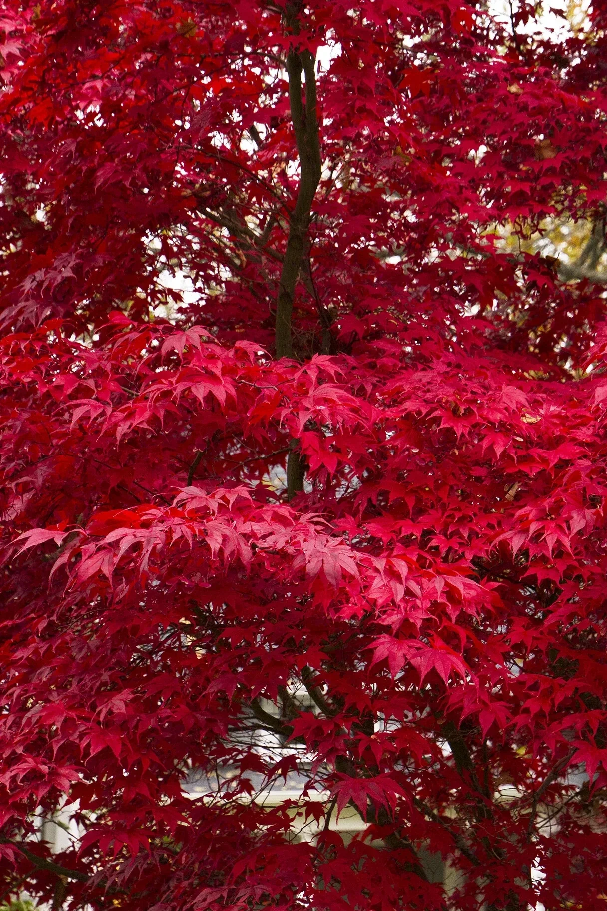Bloodgood Japanese Maple (Acer palmatum var. atropurpureum ‘Bloodgood’)