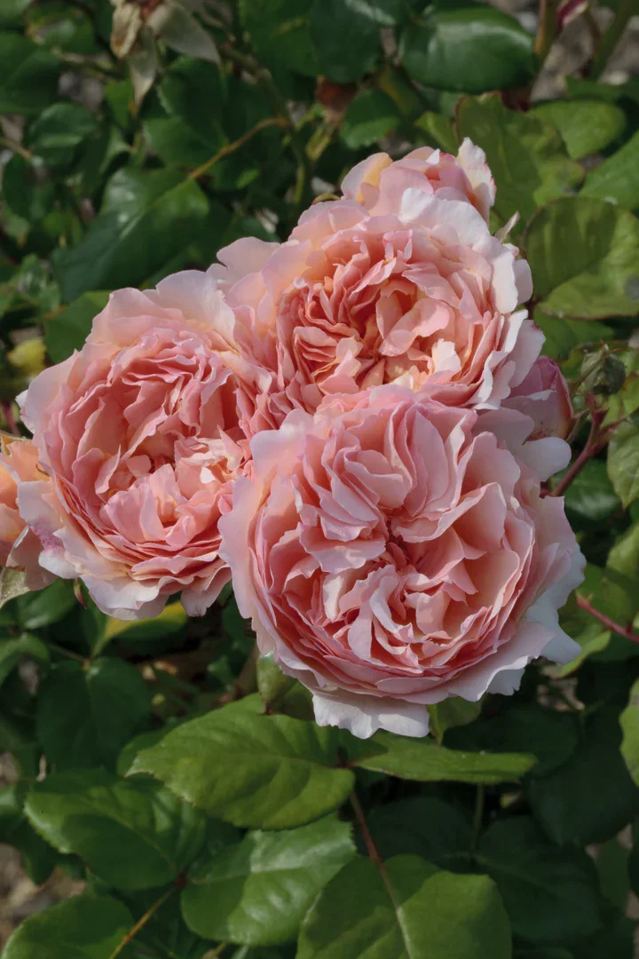 Princesse Charlene de Monaco® Rose (Rosa ‘Princesse Charlene de Monaco®’)