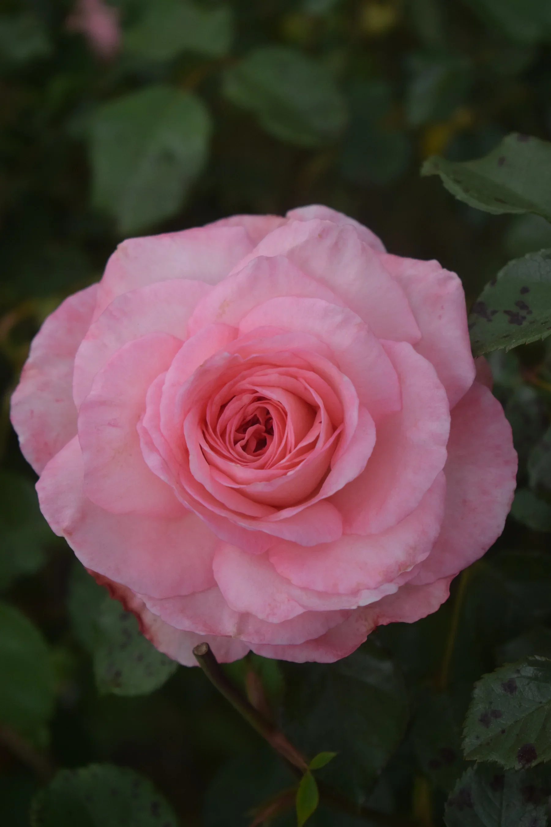 Savannah™ Sunbelt® Rose (Rosa ‘Savannah™ Sunbelt®’)