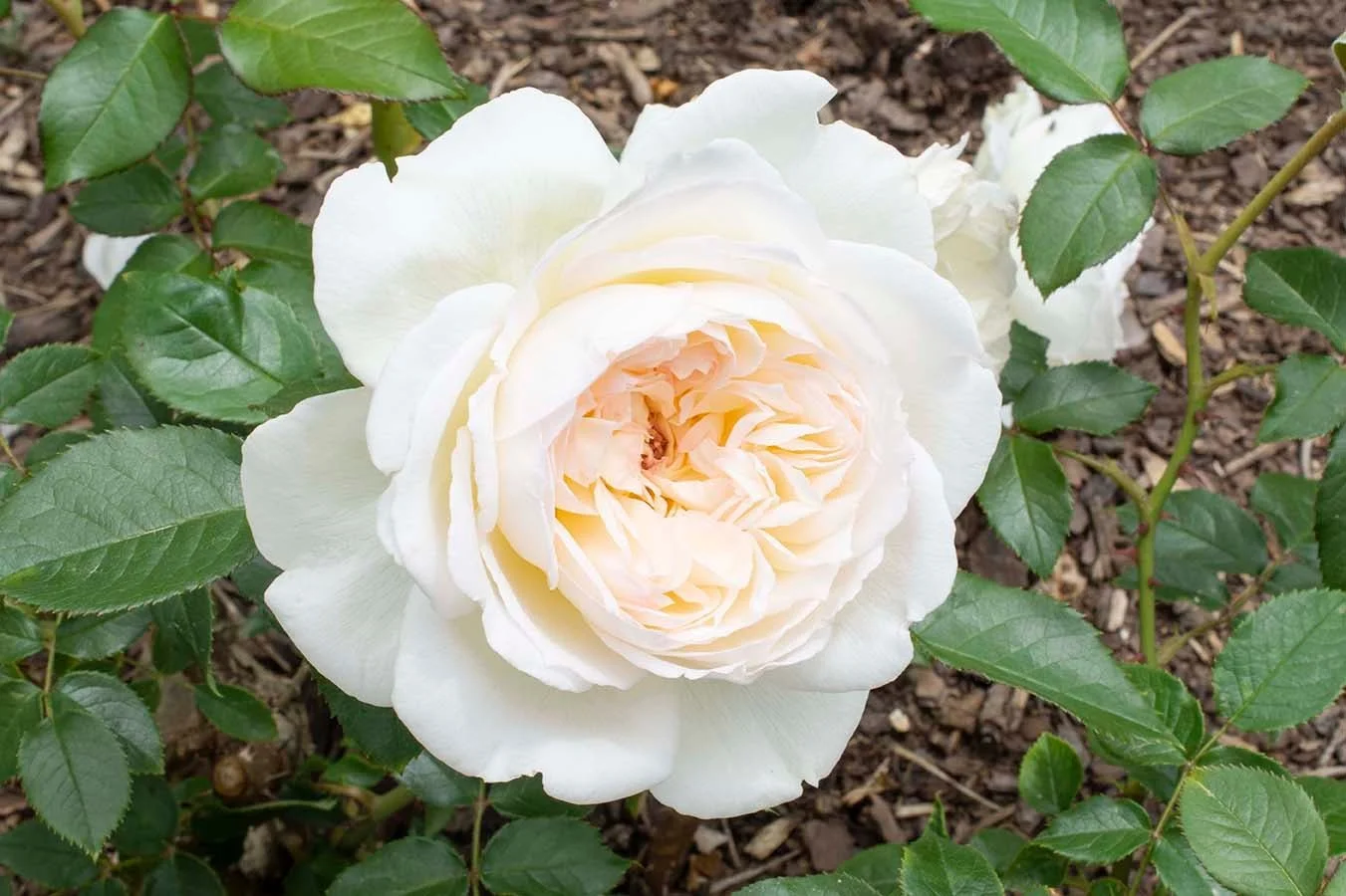 Bolero® Rose (Rosa ‘Meidelweis’)