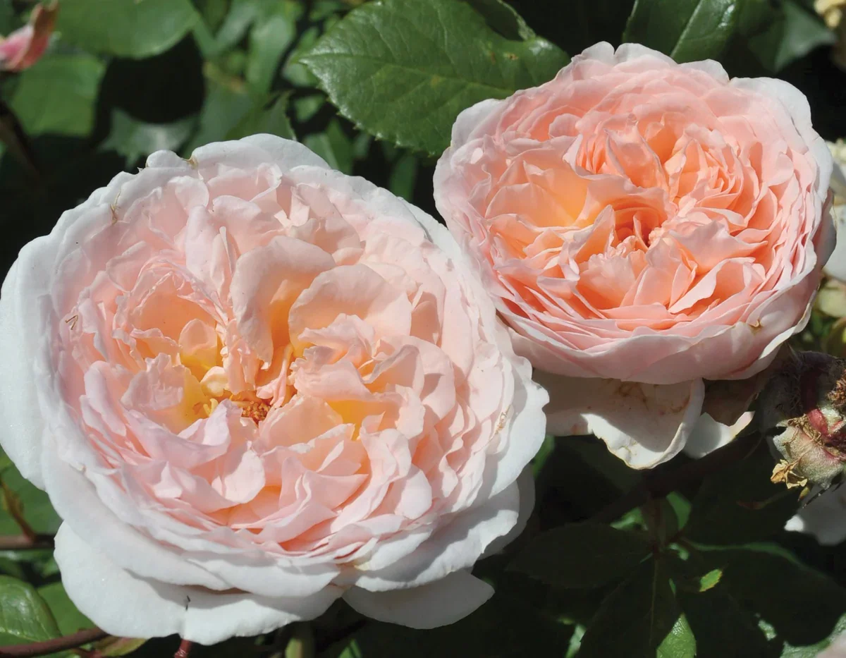 Parfuma® Bliss Rose (Rosa ‘KORmazau’)