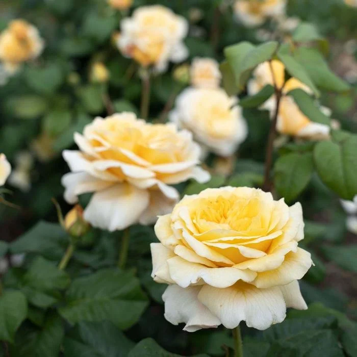 Romantica® Moonlight Rose (Rosa ‘Milaquiz’)