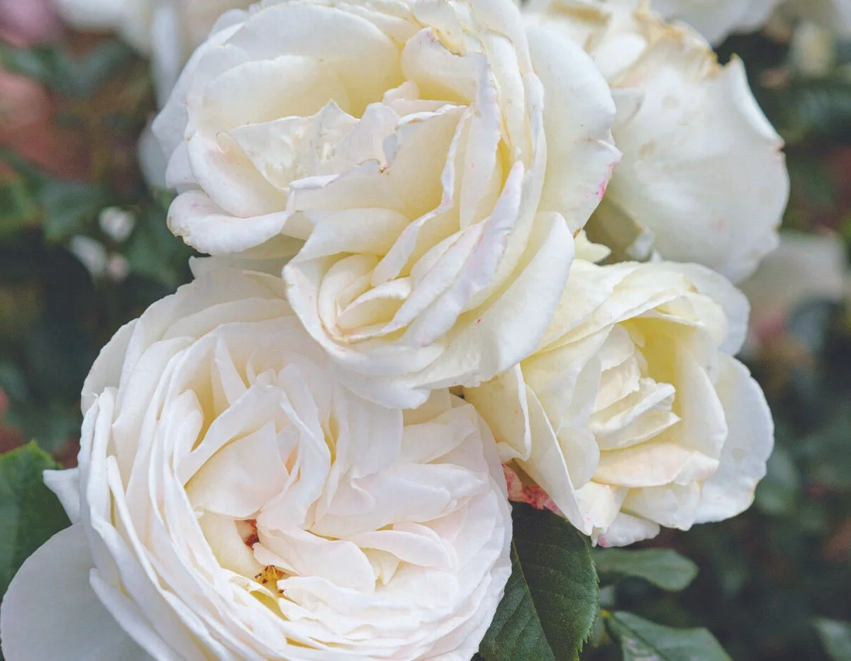 Top Cream Rose (Rosa ‘Merouste’)