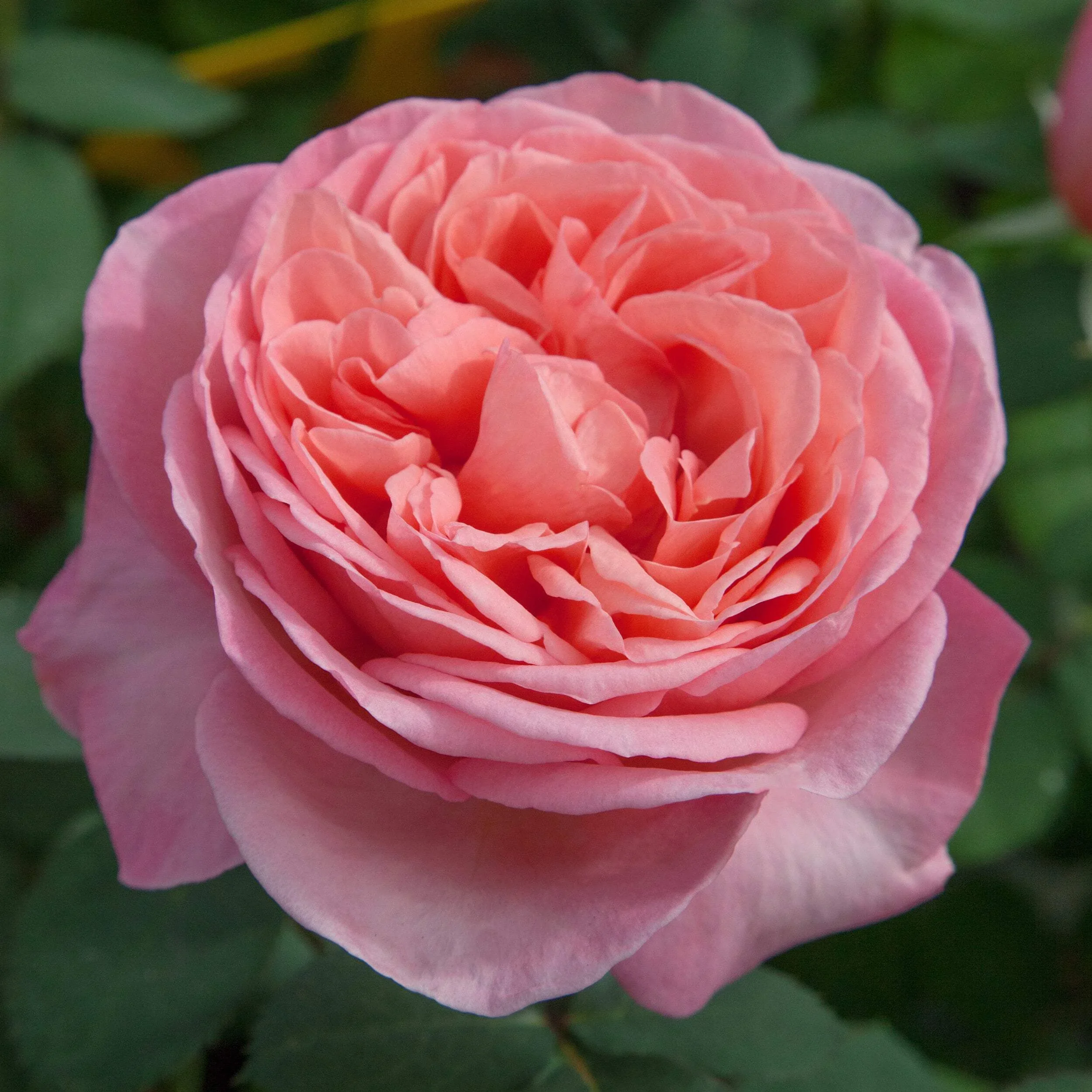 Sweet Mademoiselle® Rose (Rosa ‘Meinostair’)