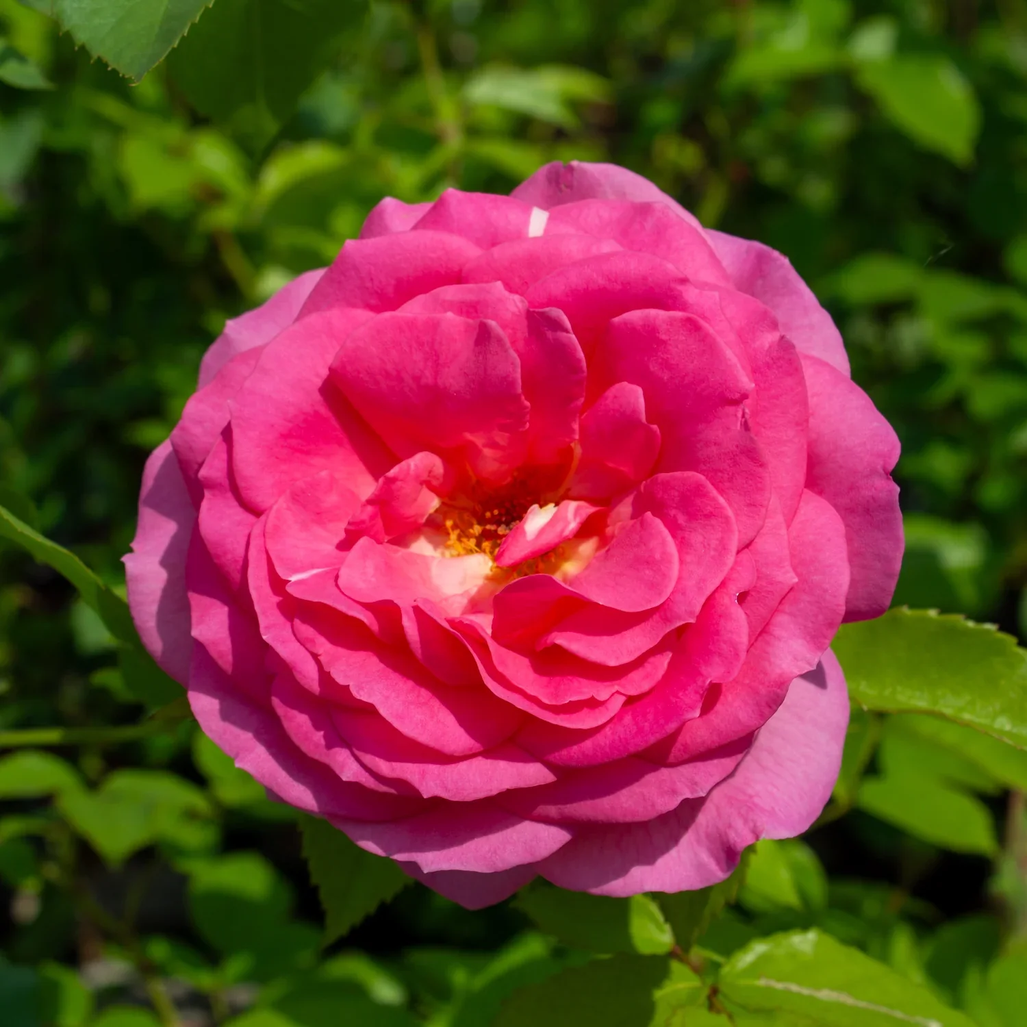 Miss Manners Grandiflora Rose