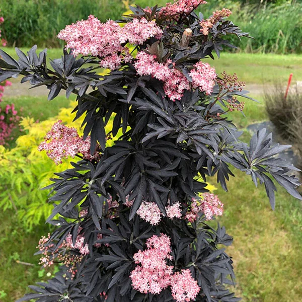 Black Lace® Elderberry (Sambucus nigra ‘Eva’ BLACK LACE®)