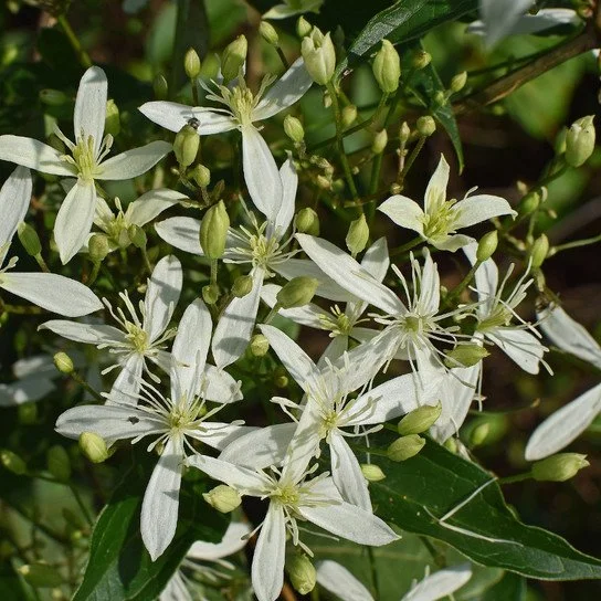 Sweet Autumn Clematis (Clematis terniflora)