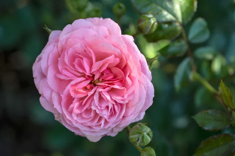 Apricot Drift® Rose (Rosa ‘Meimirrote’ PP23,354)
