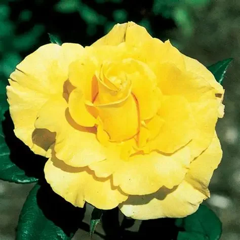 New Day Hybrid Tea Rose (Rosa ‘New Day’)