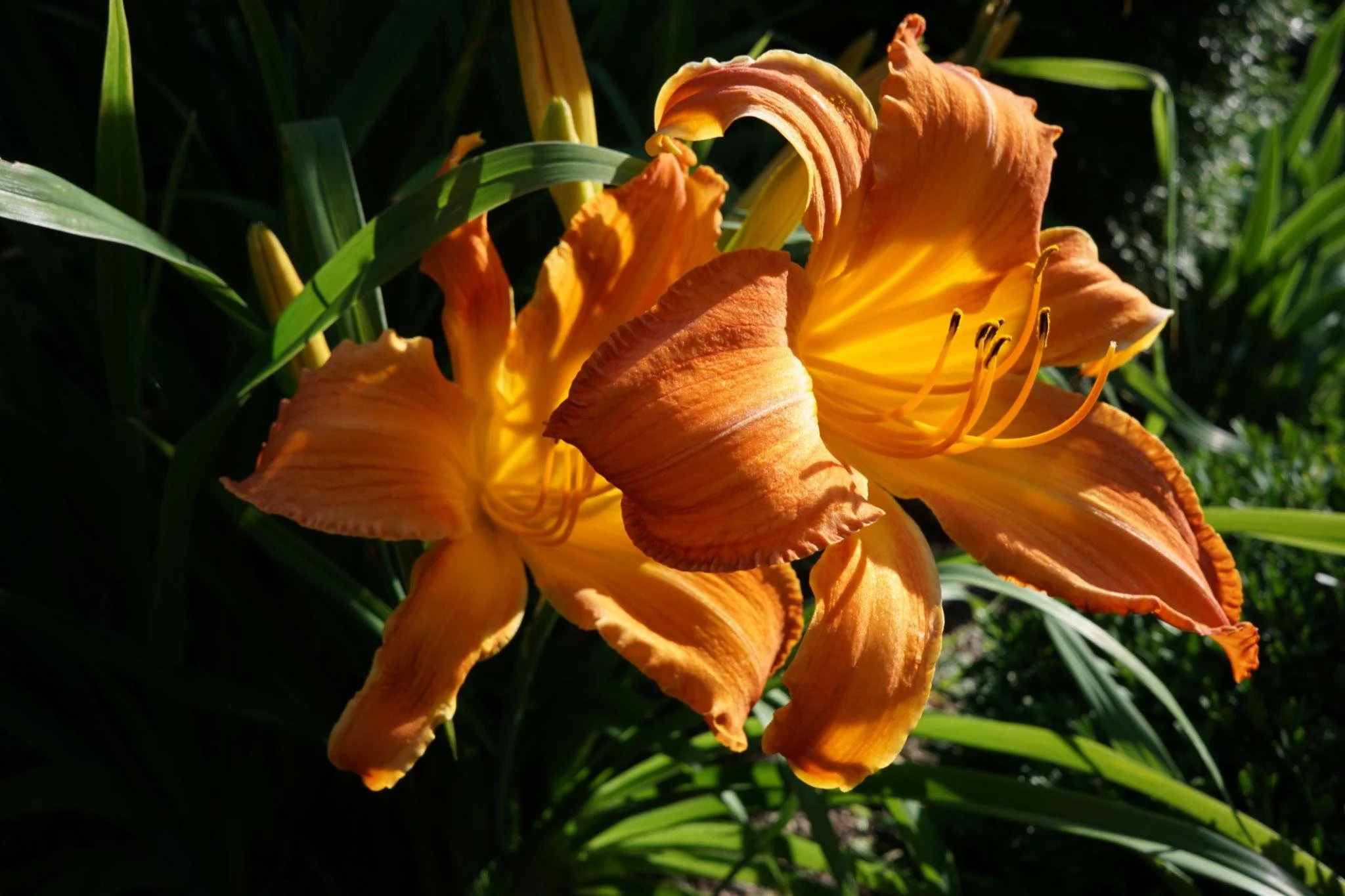 Daylilies in the Garden: Growing, Dividing, and Collecting One of the Best Perennials for Zone 6