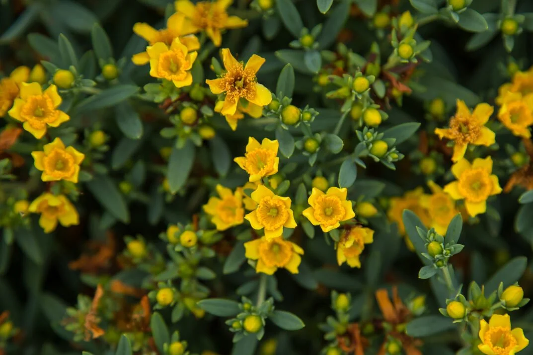Cobalt-n-Gold™ Hypericum (Hypericum frondosum ‘Cobalt-n-Gold™’)