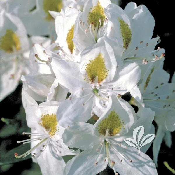 Chionoides Rhododendron (Rhododendron x ‘Chionoides’)