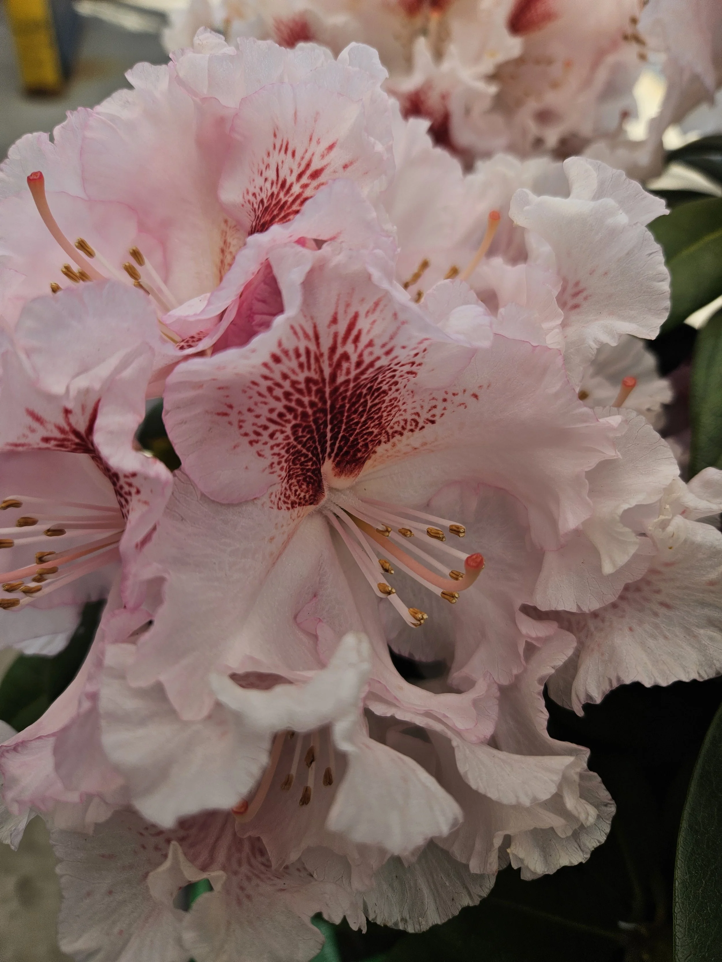 Holden’s Pink Flare Rhododendron (Rhododendron ‘Holden’s™ Pink Flare’)