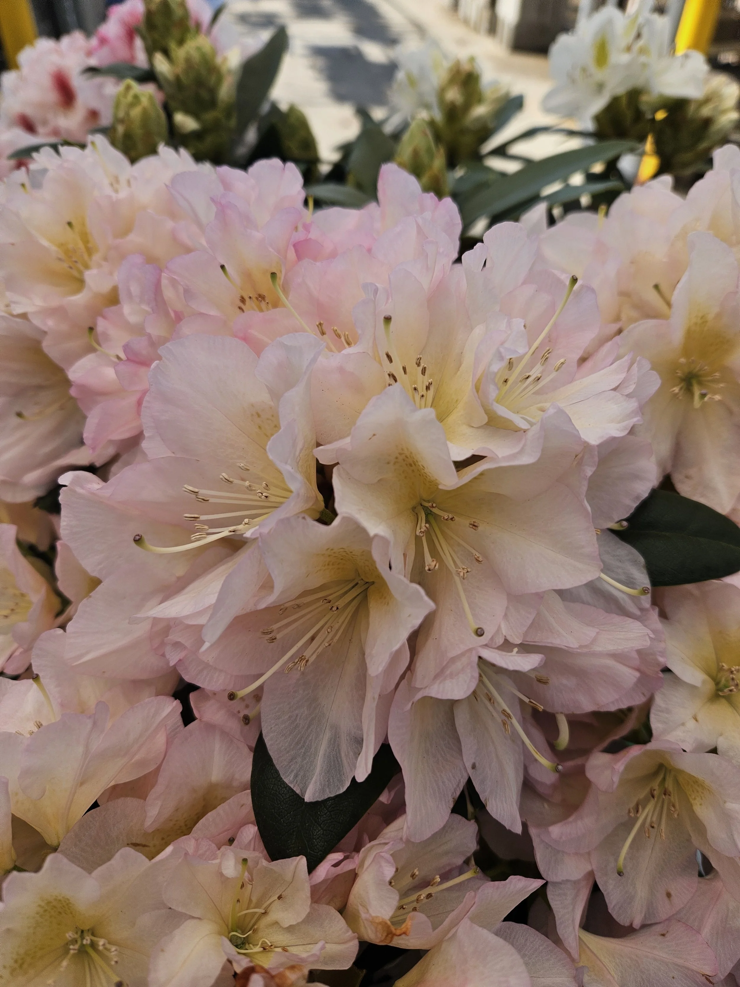 Holden’s Peach Rhododendron (Rhododendron ‘Holden’s™ Peach’)