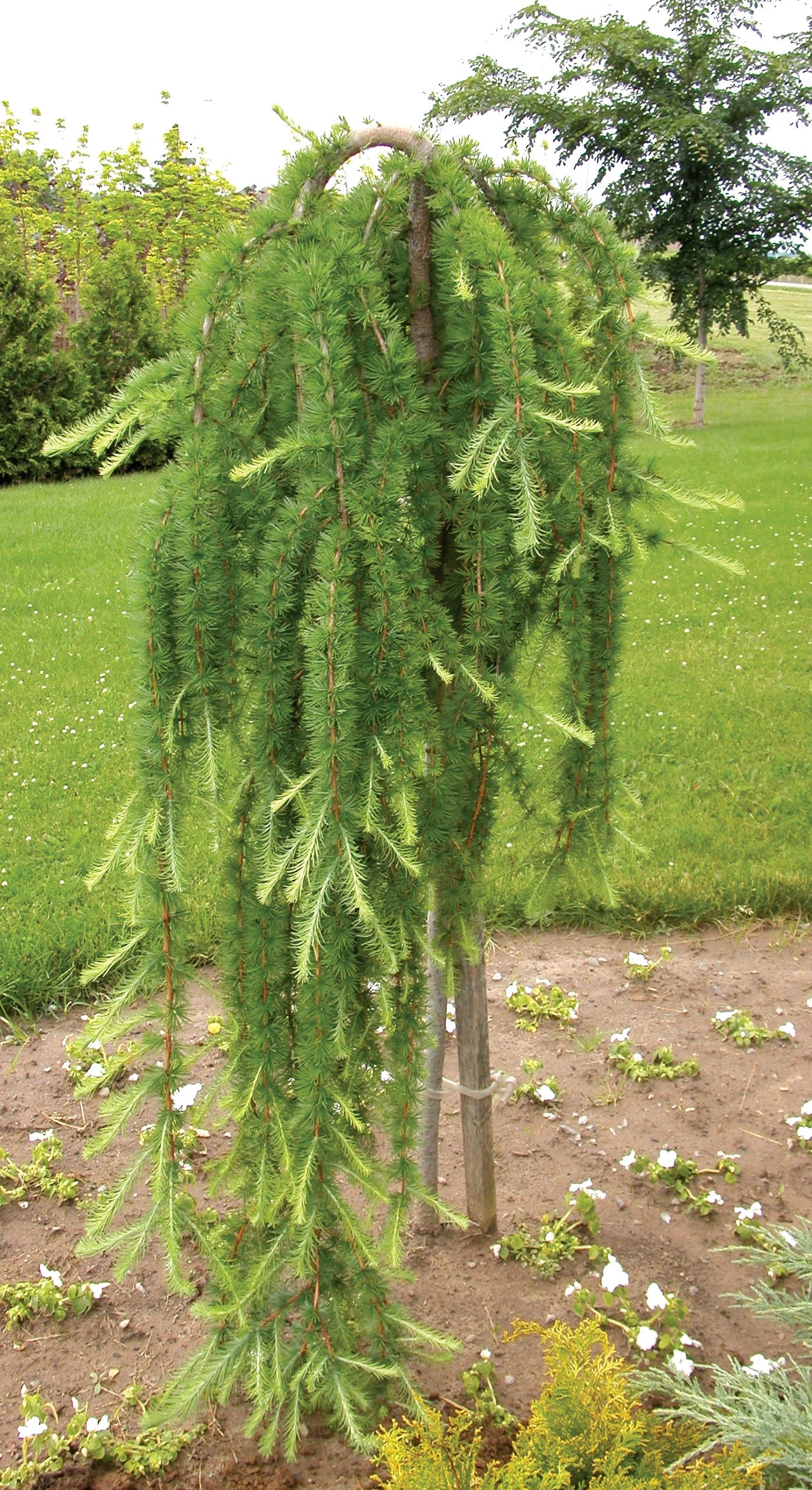 Weeping European Larch (Larix decidua ‘Pendula’)
