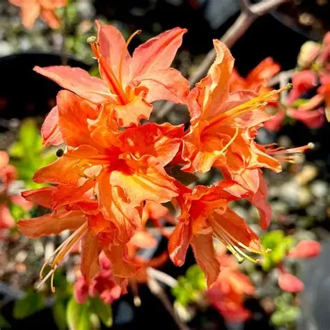 Gibraltar Azalea (Rhododendron ‘Gibraltar’)