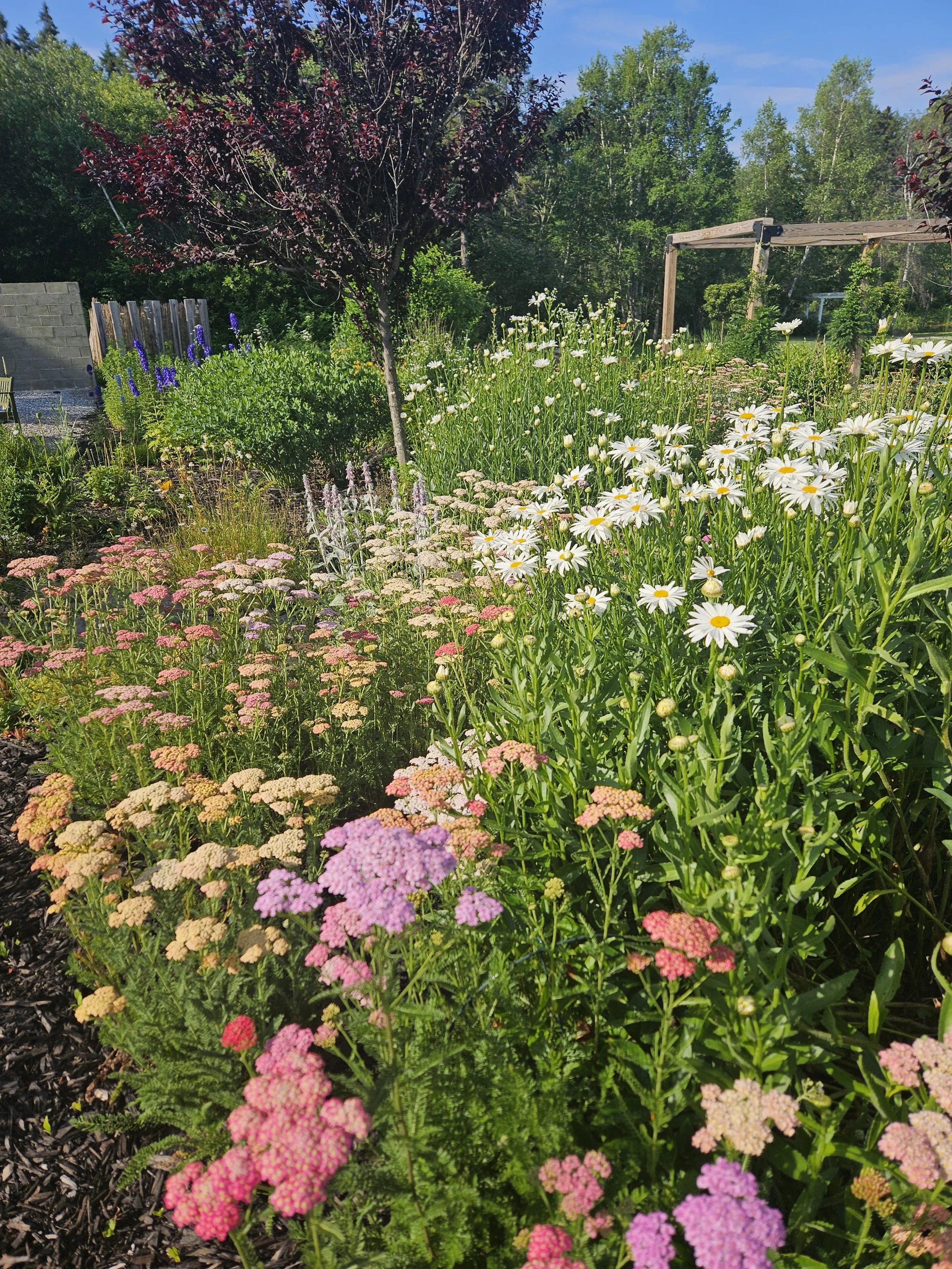 Gardening on the Coast of Maine: Embracing the Unique Beauty of Zone 6 Coastal Gardens