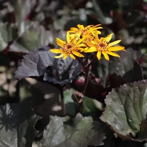 Ligularia ‘Twilight’ (Ligularia dentata ‘Twilight’)