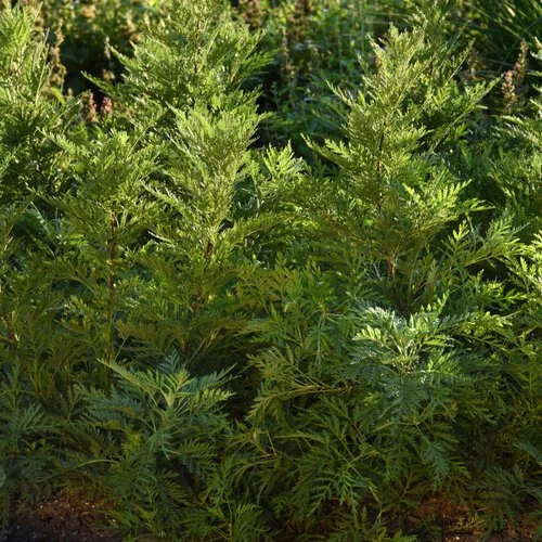 SunFern™ Olympia Artemisia (Artemisia gmelinii ‘SunFern™ Olympia’)