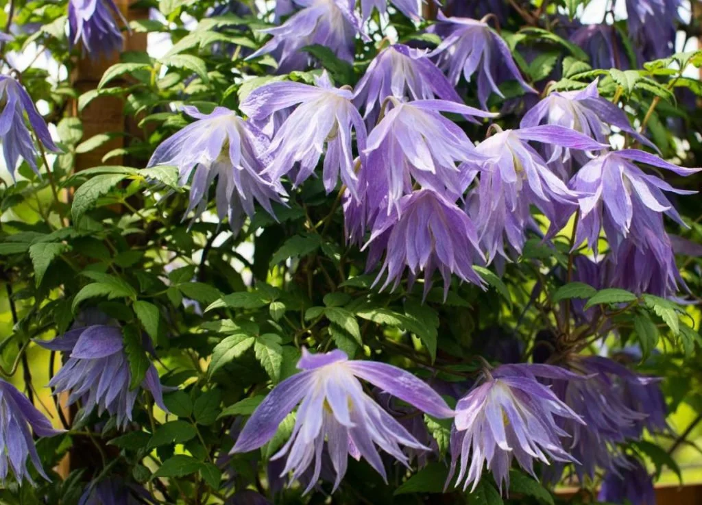 Downy Clematis (Clematis macropetala)