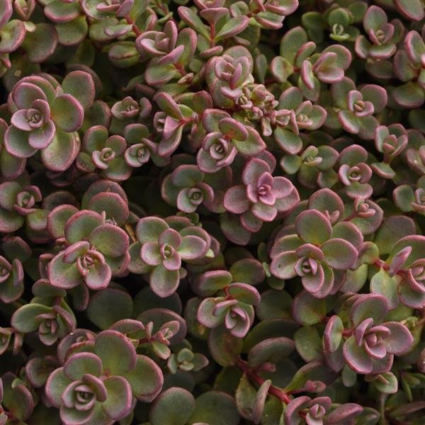 Shamrock Stonecrop (Sedum cauticola ‘Shamrock’)