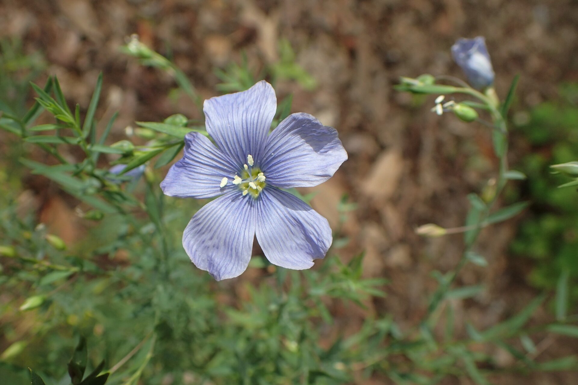 Blue Flax (Linum lewisii)