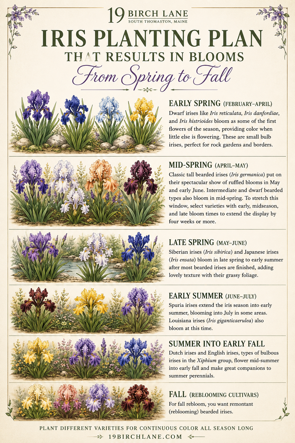 Irises in the Garden: A Gardener's Guide to Growing Irises for Season-Long Color in Zone 6