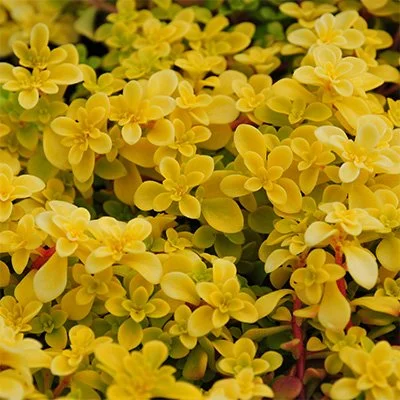 Ogon Golden Japanese Stonecrop (Sedum makinoi 'Ogon')