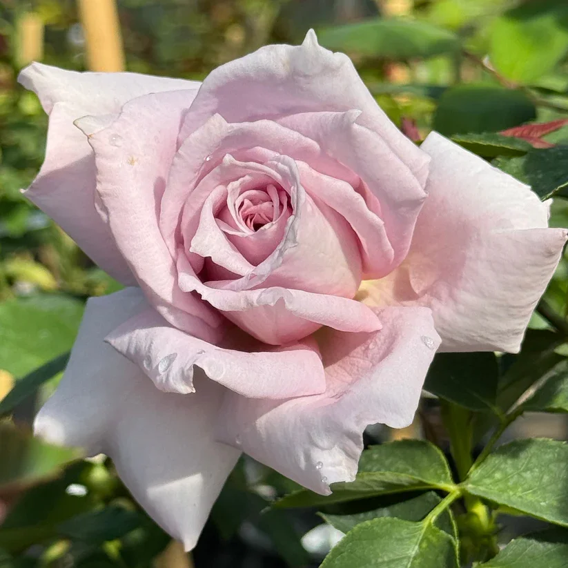 Lady X Hybrid Tea Rose (Rosa hybrida 'Lady X')