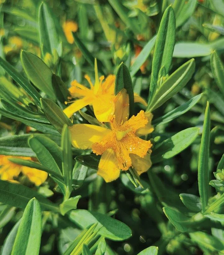 Cobalt-N-Gold™ Hypericum (Hypericum kalmianum 'Cobalt-N-Gold™')