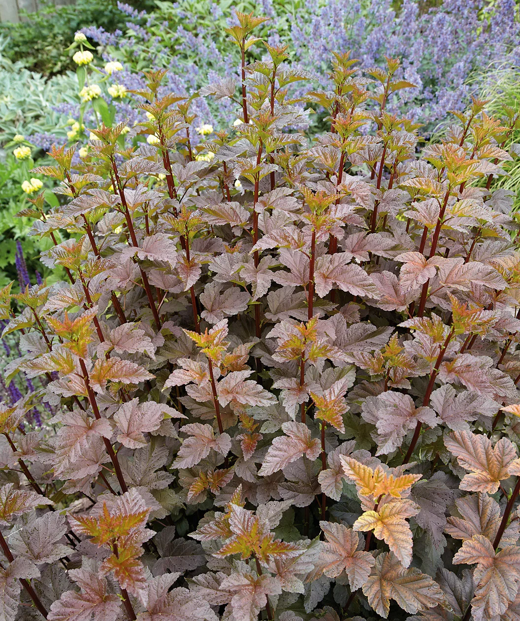 Coppertina® Ninebark (Physocarpus opulifolius 'Mindia')