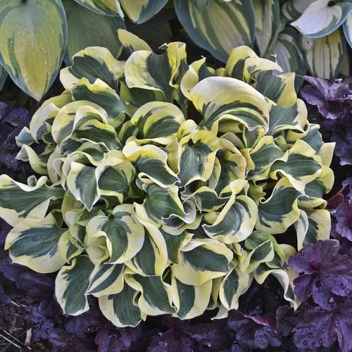 Mini Skirt Hosta (Hosta hybrid 'Mini Skirt')