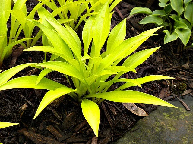 Munchkin Fire Hosta (Hosta 'Munchkin Fire')