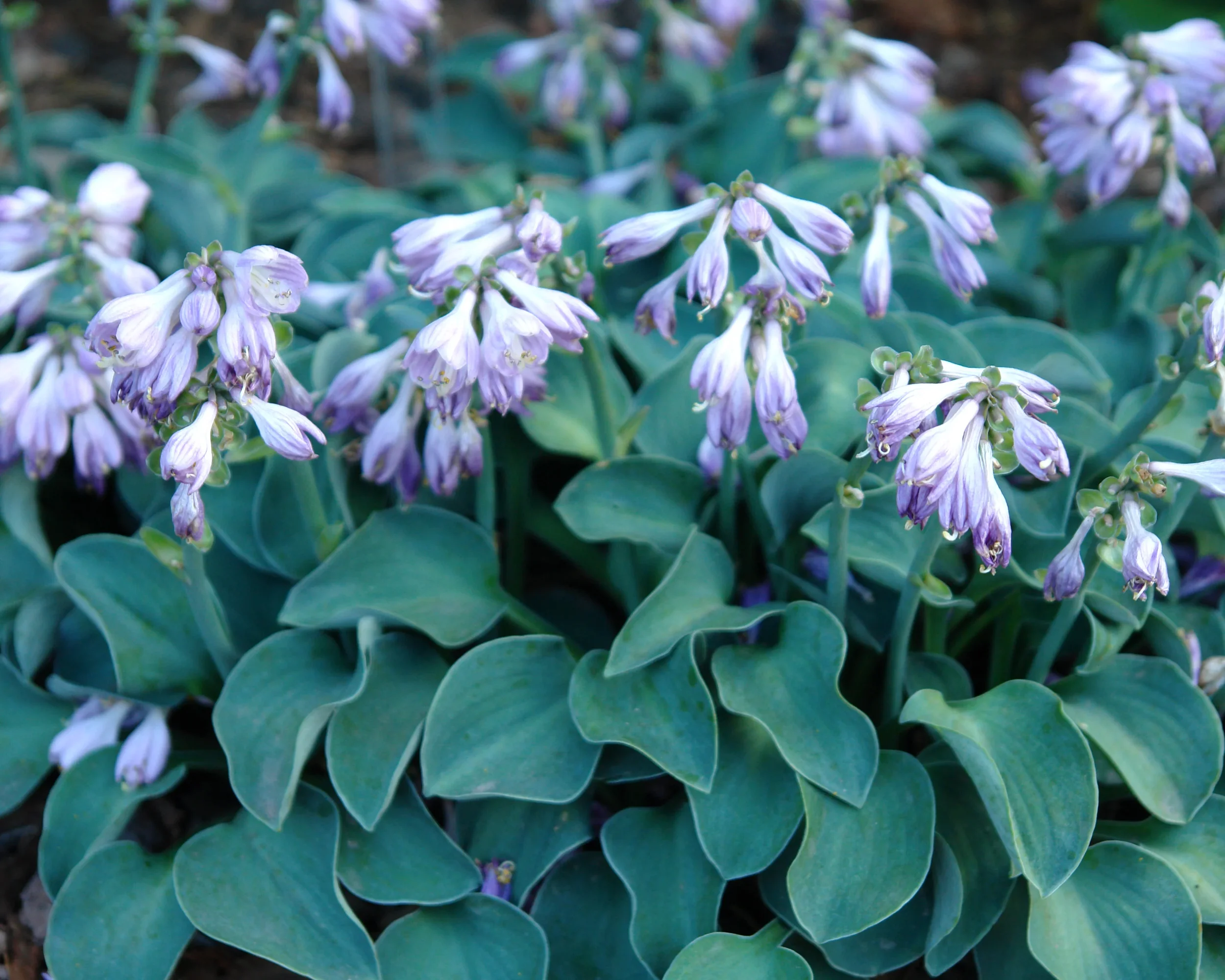 Blue Mouse Ears Hosta (Hosta 'Blue Mouse Ears')