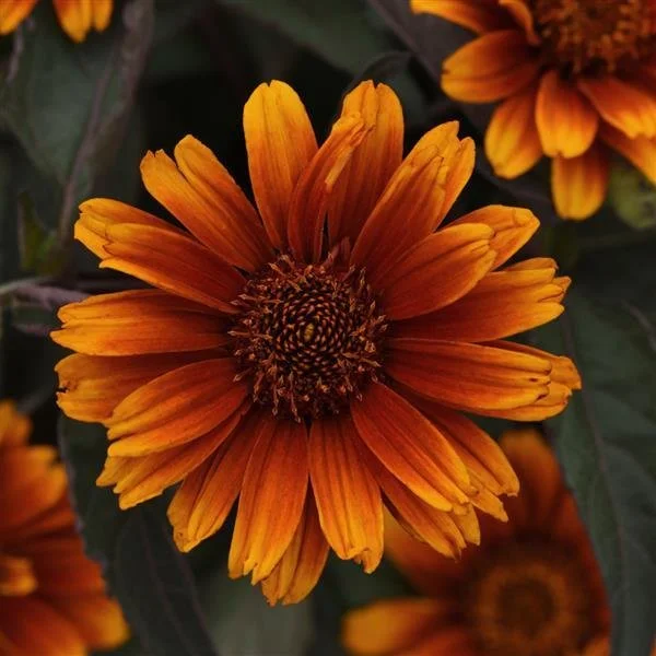 Summer Eclipse False Sunflower (Heliopsis helianthoides 'Summer Eclipse')