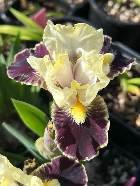 In the Garden at 19 Birch LaneA New Chapter Begins: Planting Over 120 Dwarf Irises Along Our Brook