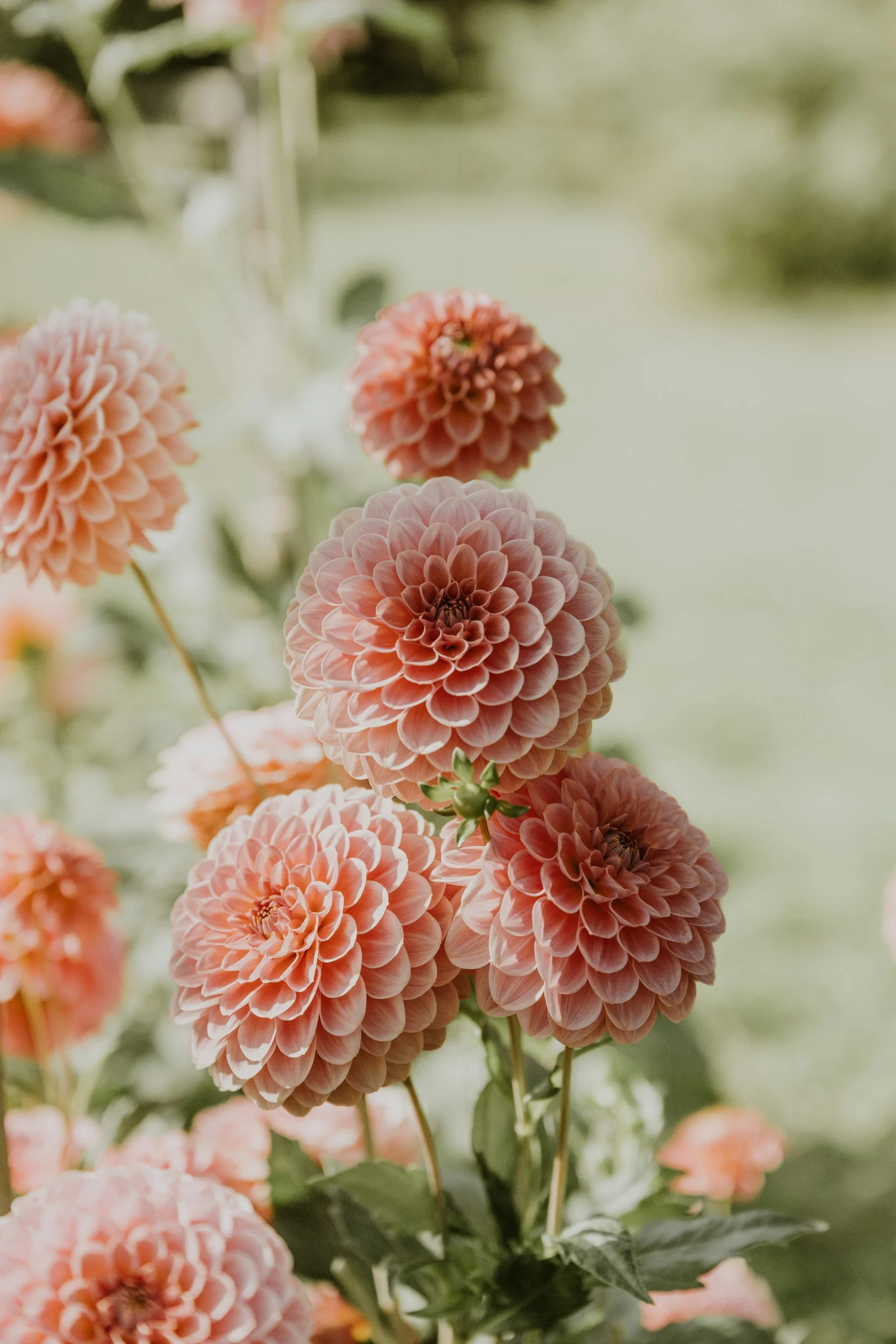 The Wedding Blueprint What Flowers Bloom During a Maine Wedding? A Month-by-Month Botanical Guide