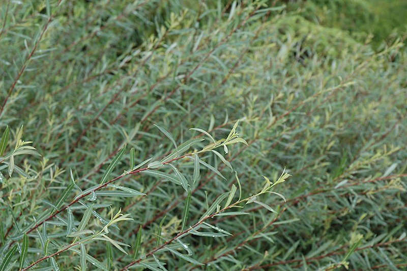 Dwarf Arctic Blue Willow (Salix purpurea 'Nana')