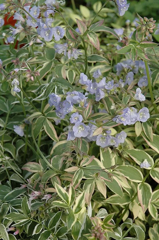 Touch of Class Jacob's Ladder (Polemonium reptans 'Touch of Class')