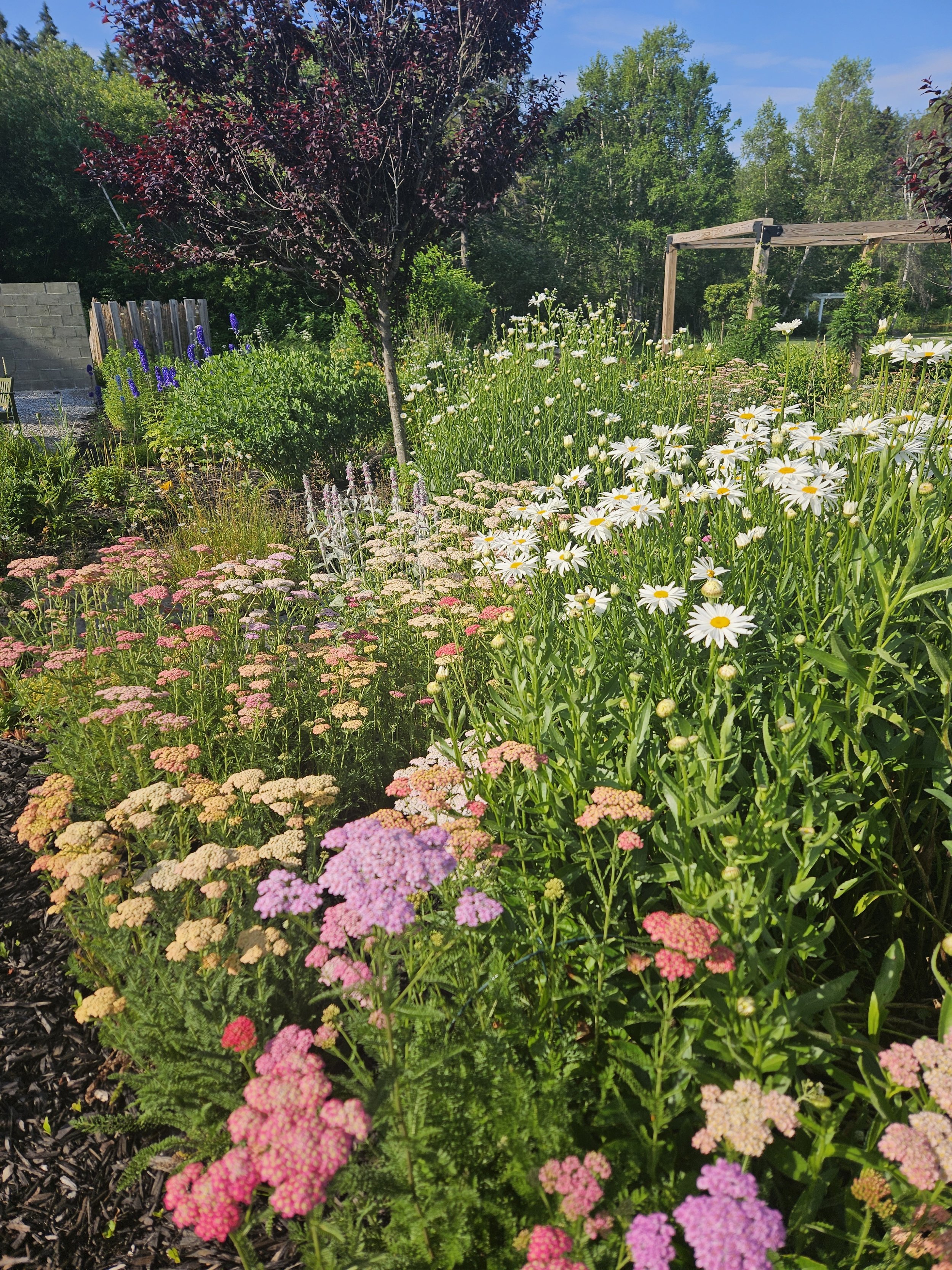 Pollinator Paradise: How 19 Birch Lane Became a Haven for Bees, Butterflies, and More