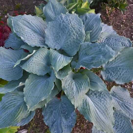 Shadowland® 'Diamond Lake' Hosta (Hosta hybrid 'Diamond Lake')
