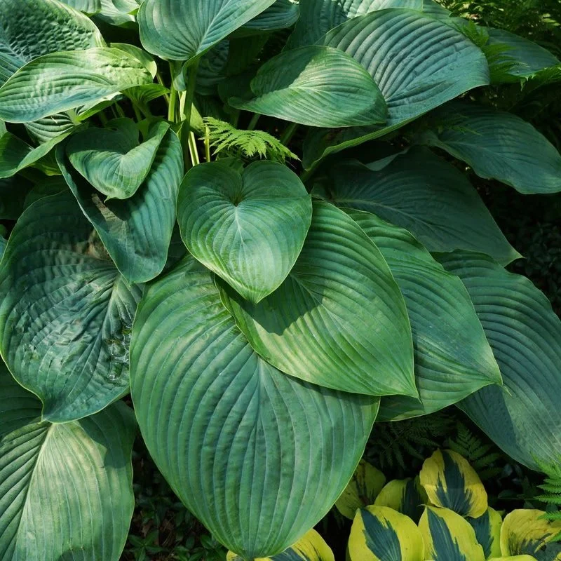 Shadowland® Giant 'Empress Wu' Hosta (Hosta hybrid 'Empress Wu')