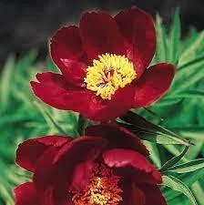 Early Scout Fernleaf Peony (Paeonia hybrid ‘Early Scout’)