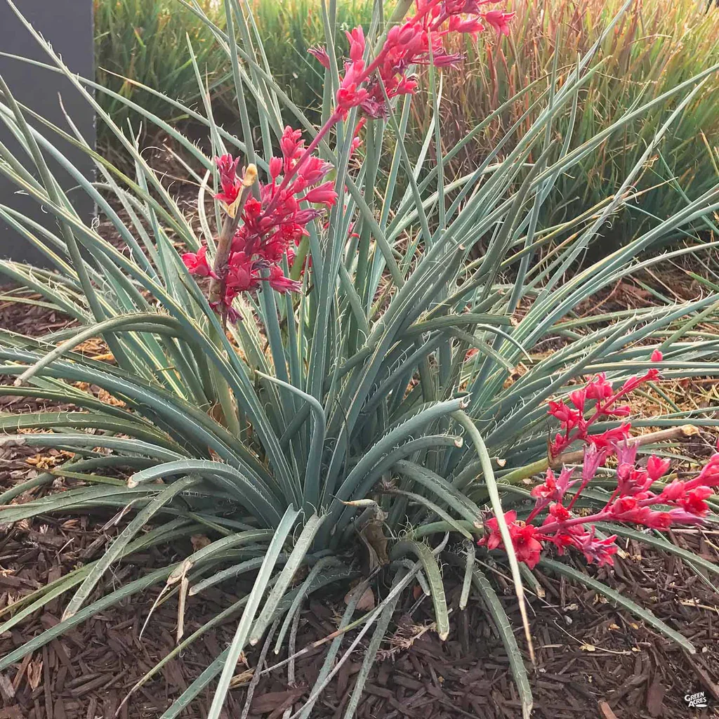 Straight Up Red Texas Yucca (Hesperaloe parviflora ‘Straight Up Red’)