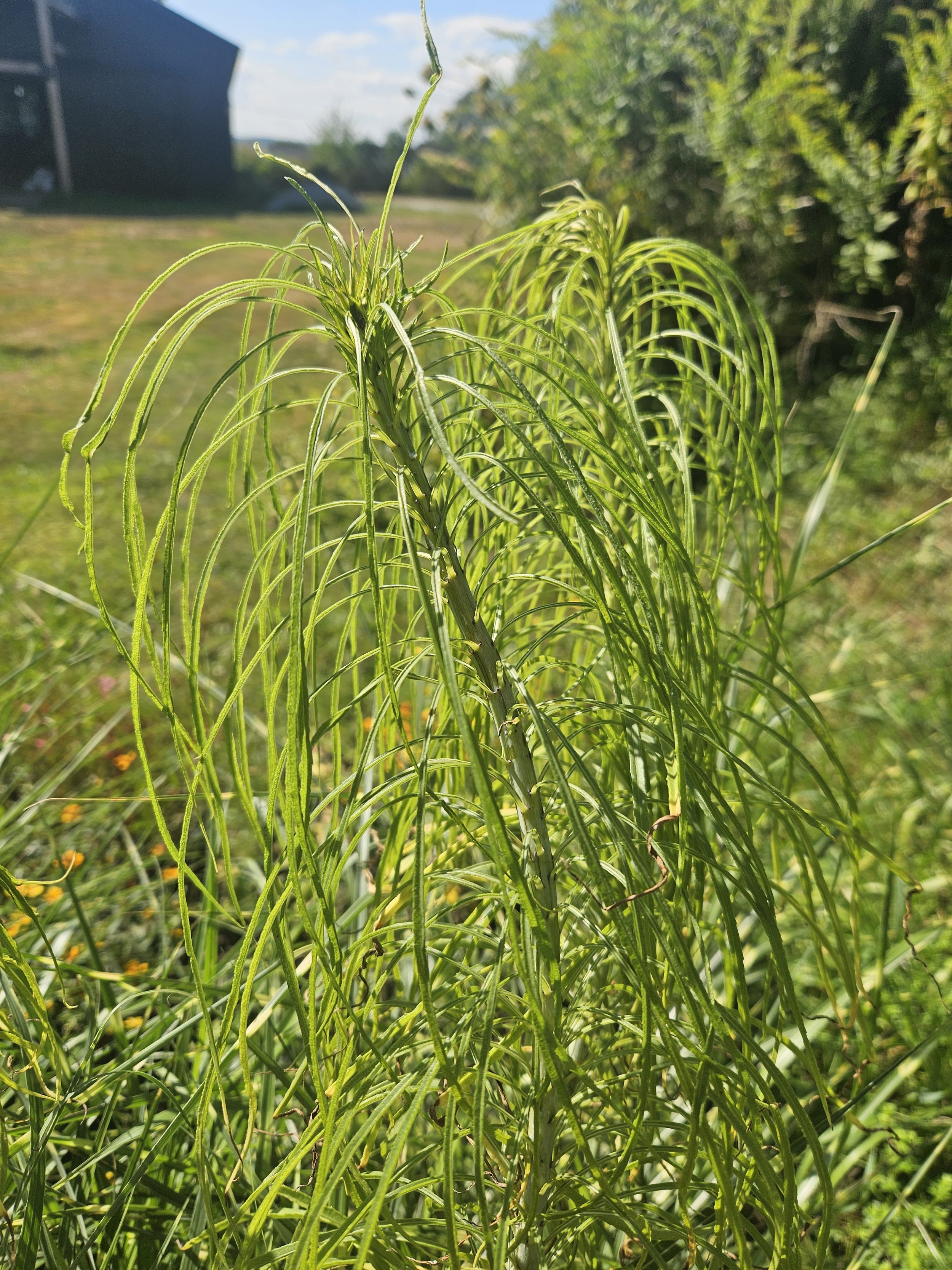 Willow-Leaved Sunflower (Helianthus salicifolius)