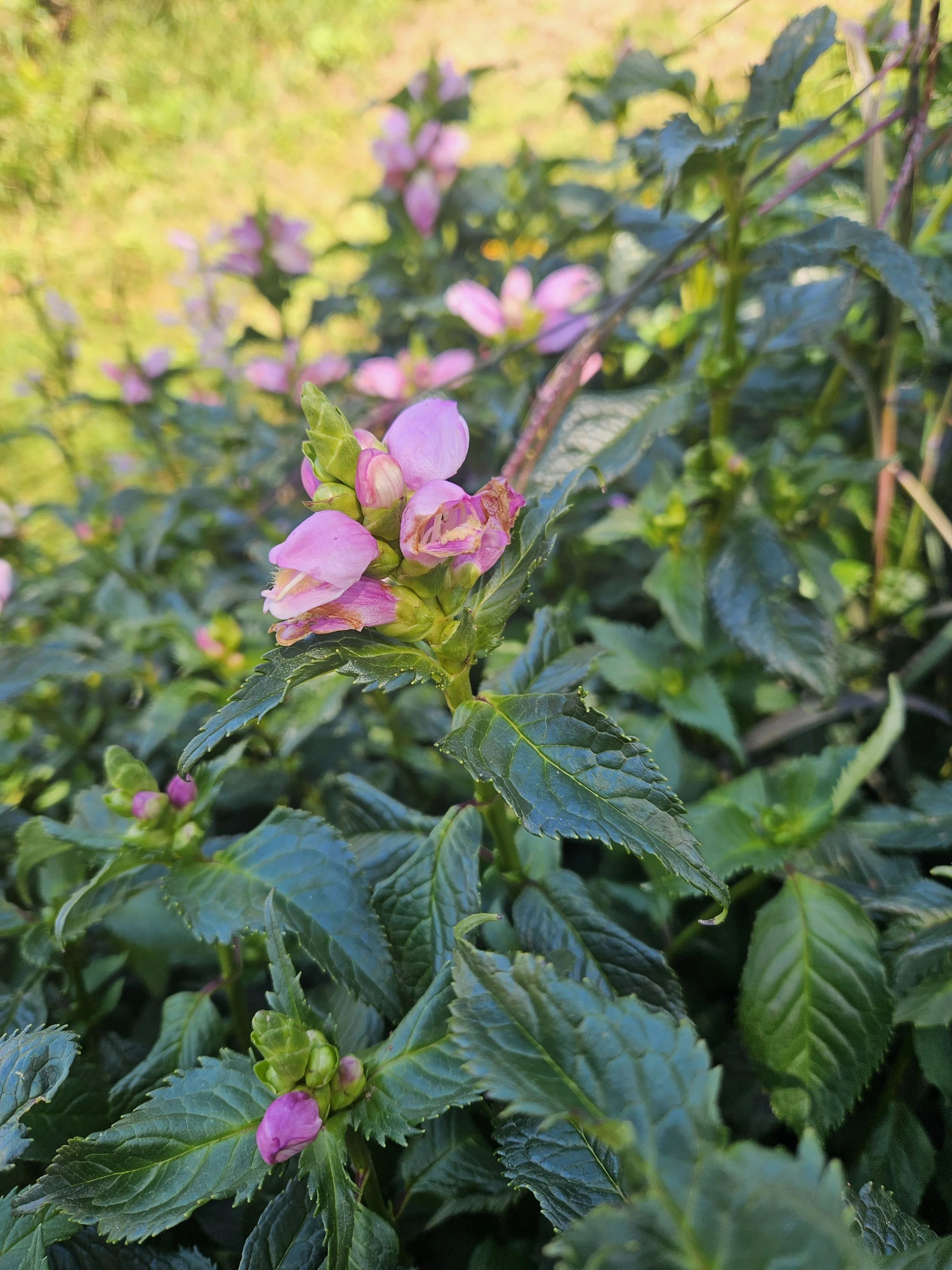 Hot Lips Turtlehead (Chelone lyonii 'Hot Lips')