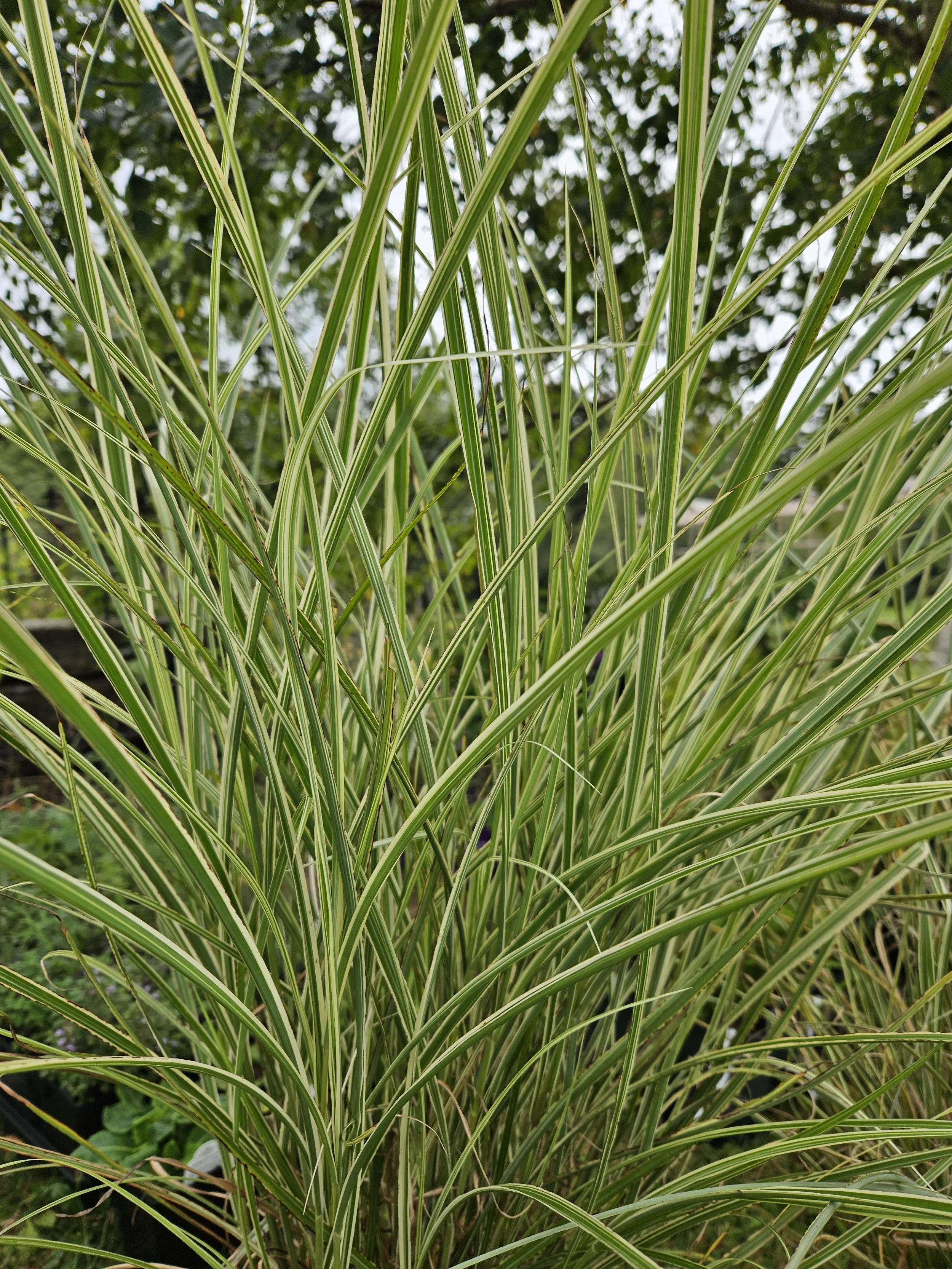 Variegated Japanese Silver Grass (Miscanthus sinensis 'Variegatus')